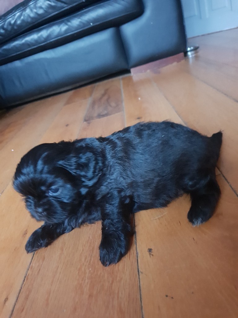 gumtree teddy bear puppies